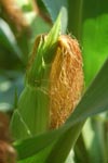 Bewildered corn