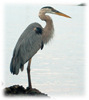 Heron Logo