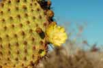 cactus with flower