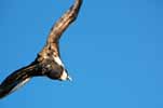 frigate bird