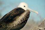 frigate bird