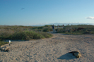 frigate bird