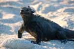 marine iguana