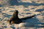 marine iguana