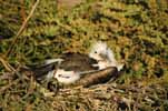 frigate bird