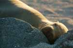 sea lion