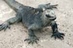 marine iguana