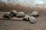 giant tortoises