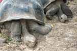 giant tortoises