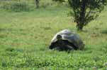 giant tortoise