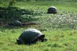 giant tortoises