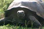 giant tortoise