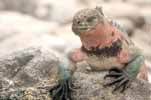 marine iguana