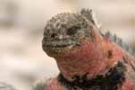 marine iguana