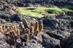 lava cactus