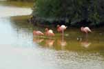 flamingoes