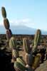 cactus and volcano