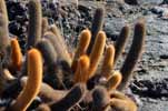 lava cactus