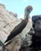 blue footed boobie