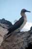 blue footed boobie