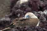 blue footed boobie