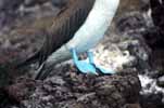 blue footed boobie