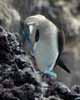 blue footed boobie