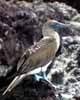 blue footed boobie