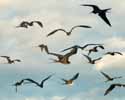 frigate birds