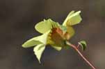 cotton flower