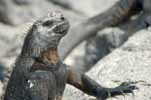 marine iguana