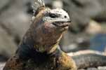 marine iguana