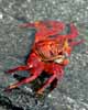 sally lightfoot crab