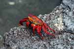 sally lightfoot crab