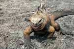 marine iguana