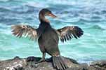 flightless cormorant