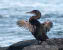 flightless cormorant