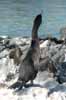 flightless cormorant