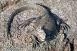 marine iguana