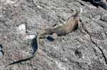 marine iguana