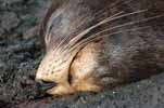 fur seal