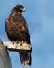 galapagos hawk