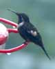 humming bird