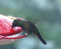 humming bird