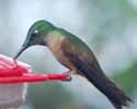 humming bird