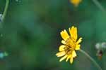 yellow flower