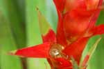 red flower with water