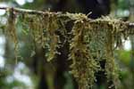 moss on a vine