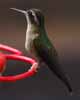 humming bird