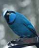 turquoise jay